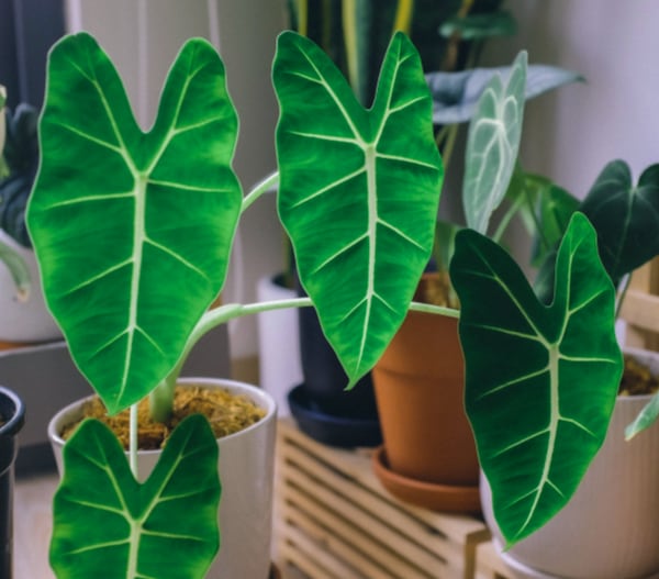 image of alocasia frydek