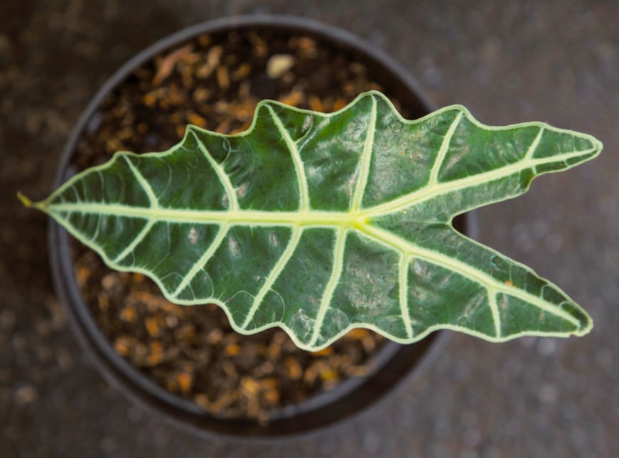 image of alocasia polly