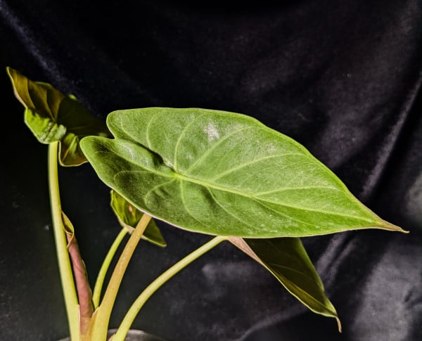 image of alocasia wentii