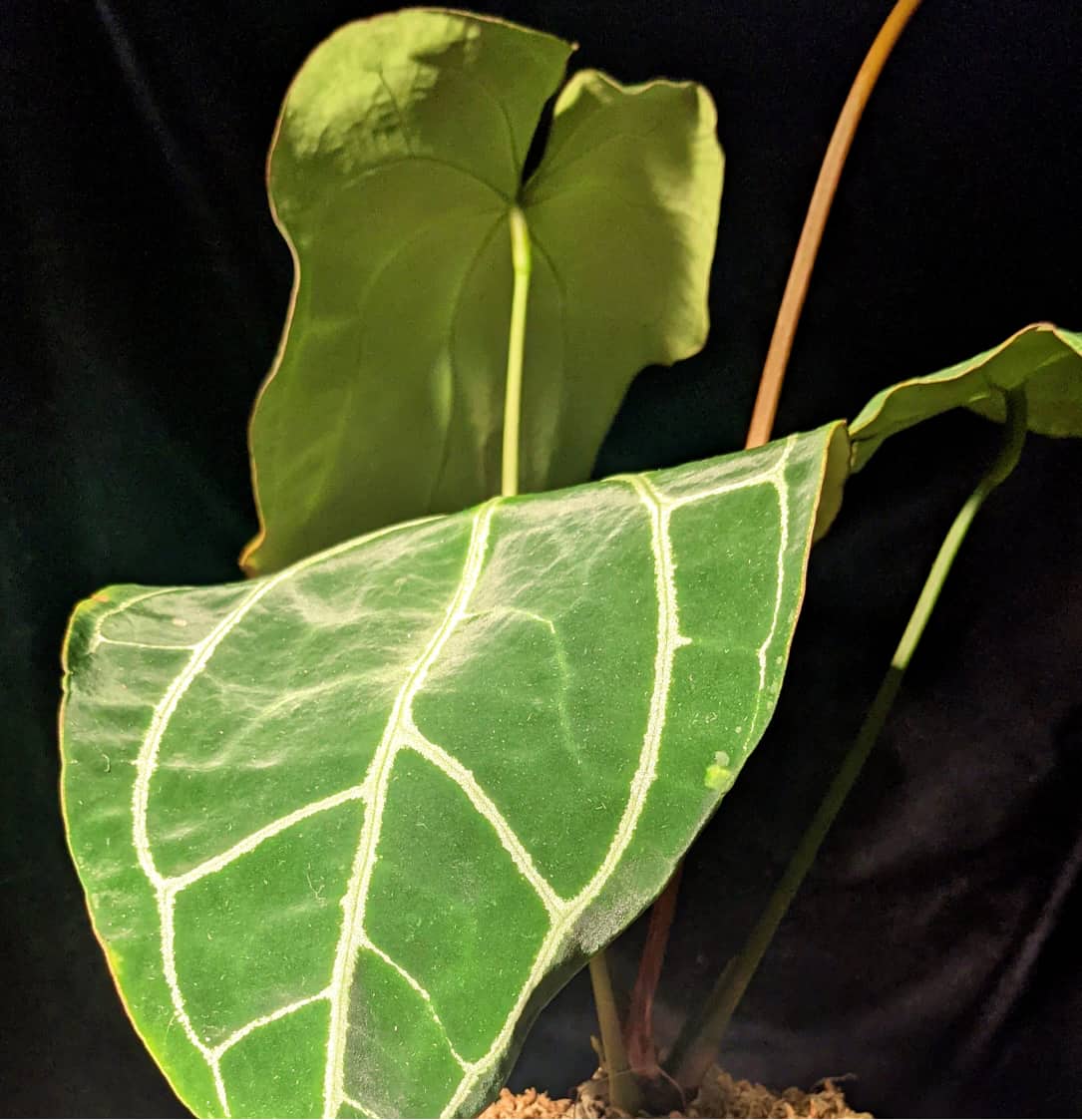 image of anthurium crystallinum