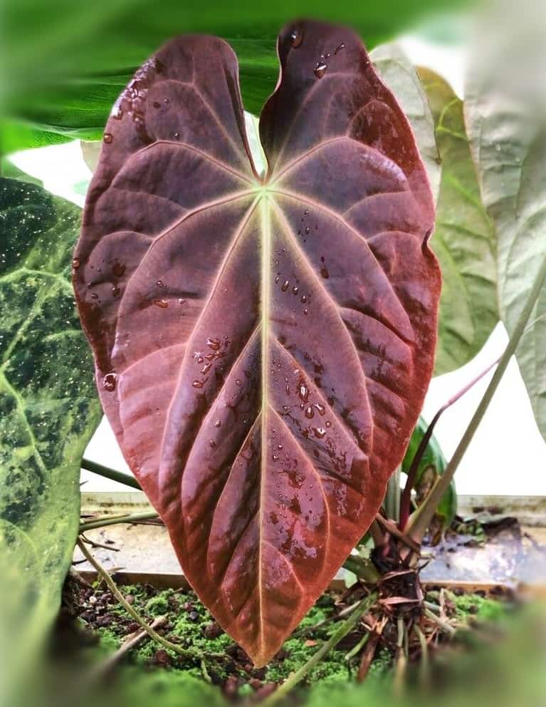 most expensive houseplants 2024 - anthurium papillilaminum