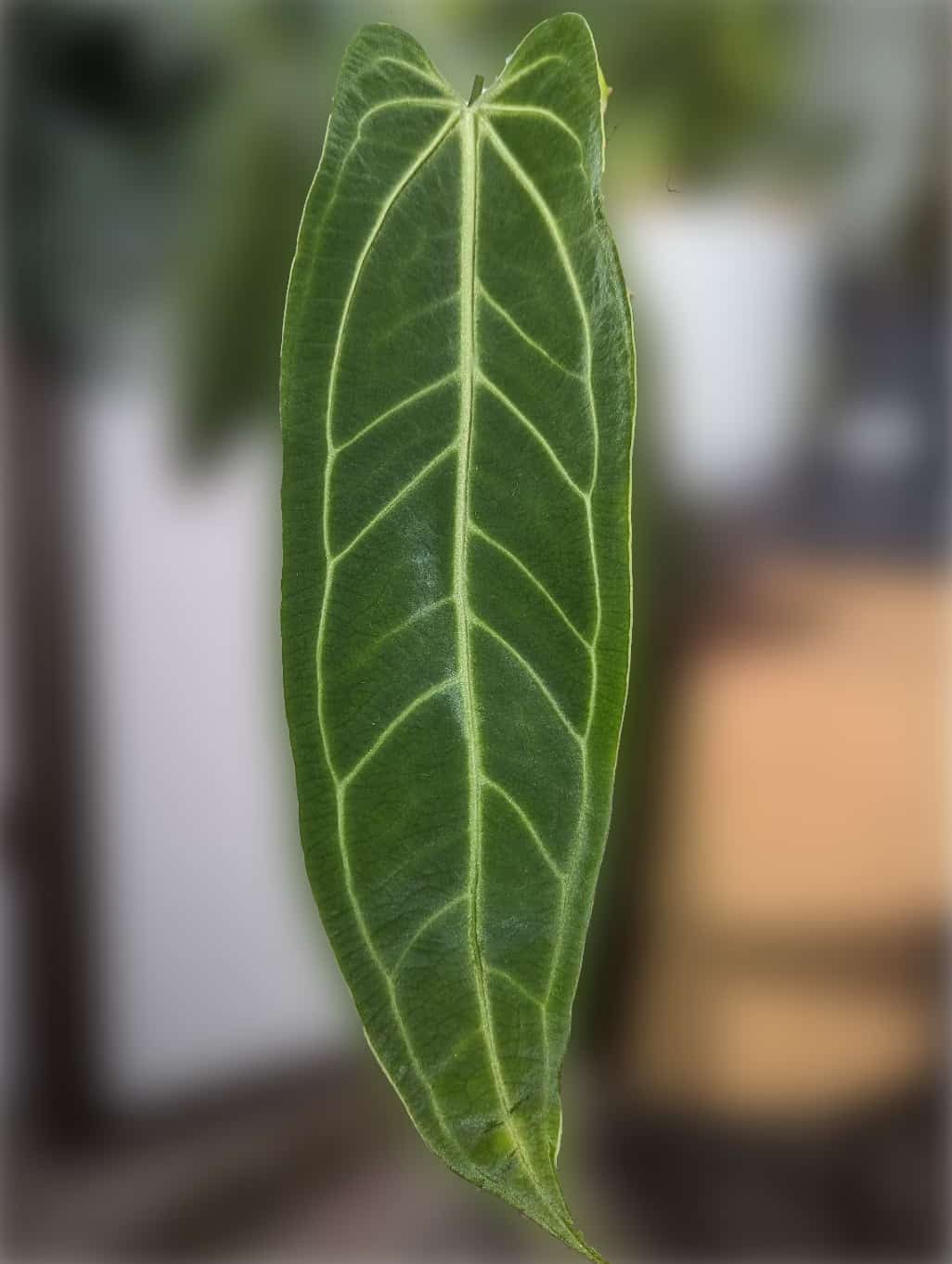 image of anthurium warocqueanum