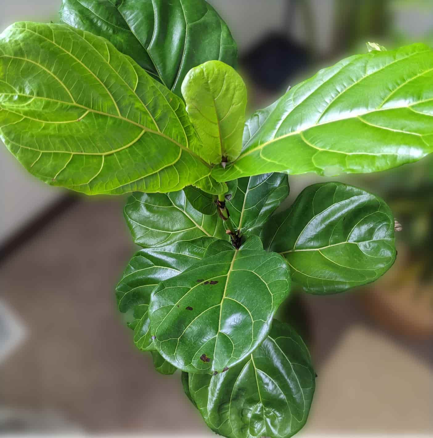 image of ficus elastica