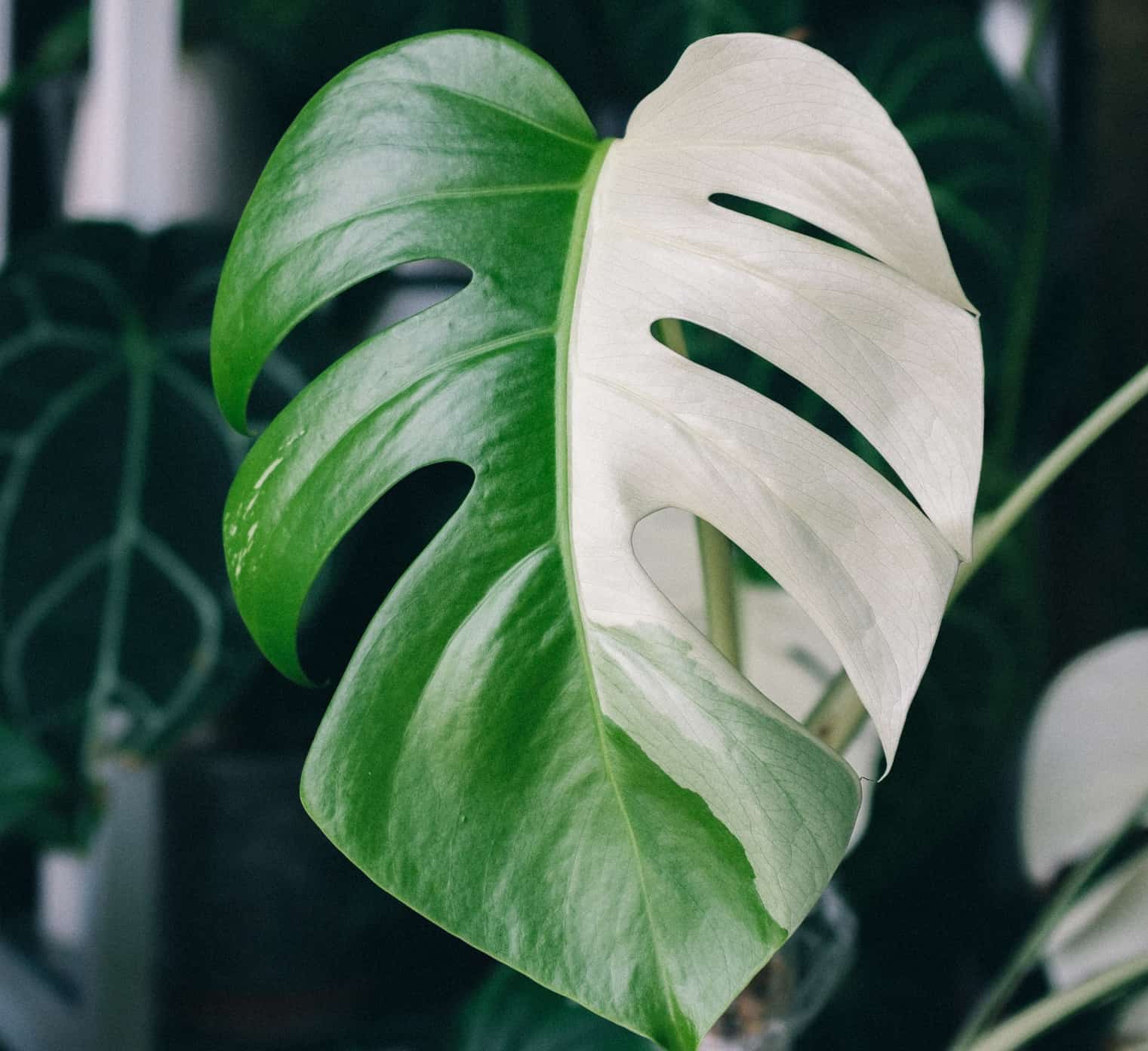 image of monstera albo