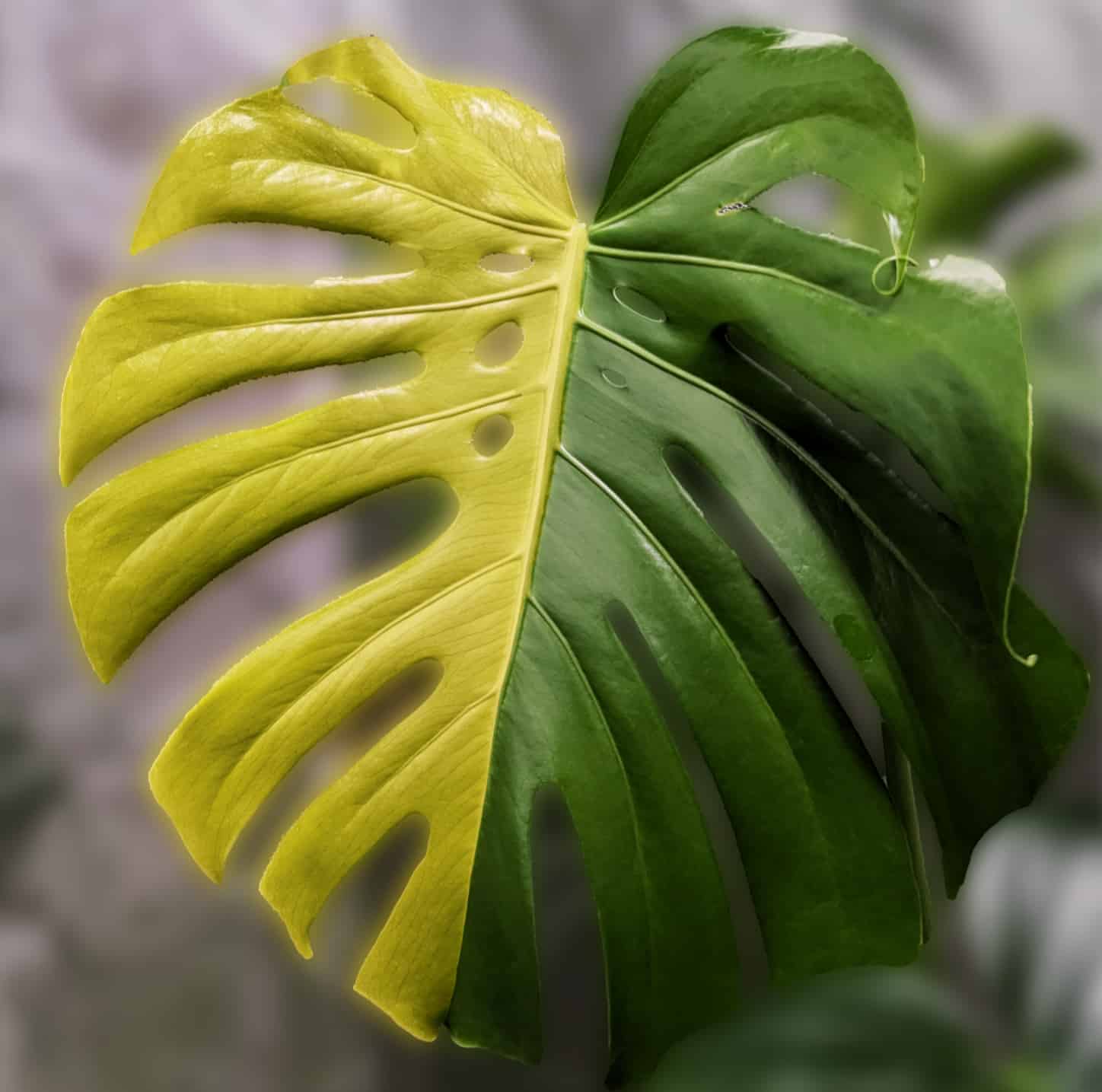 image of monstera aurea