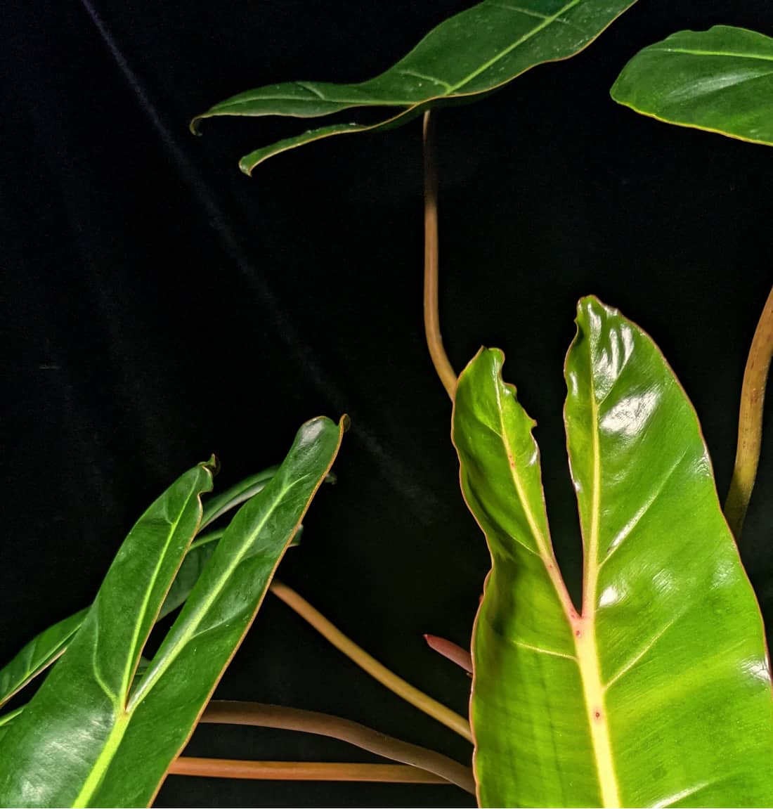 image of philodendron billietiae