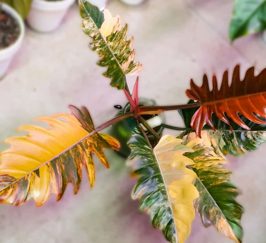 image of philodendron caramel marble