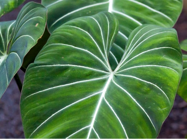 image of philodendron gloriosum