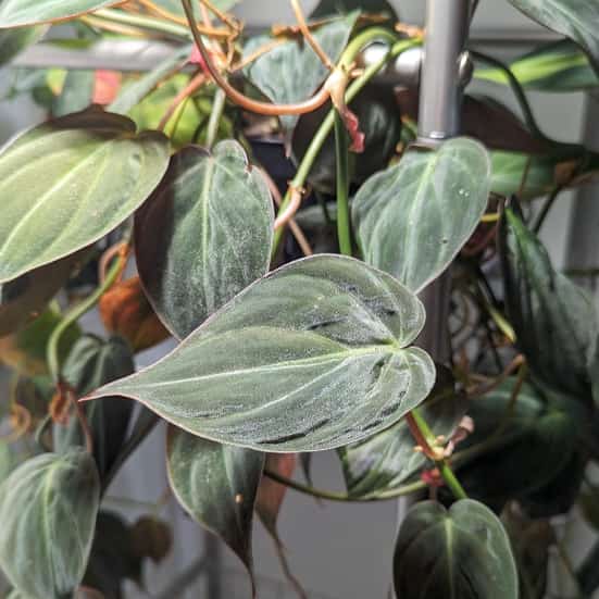 image of philodendron micans