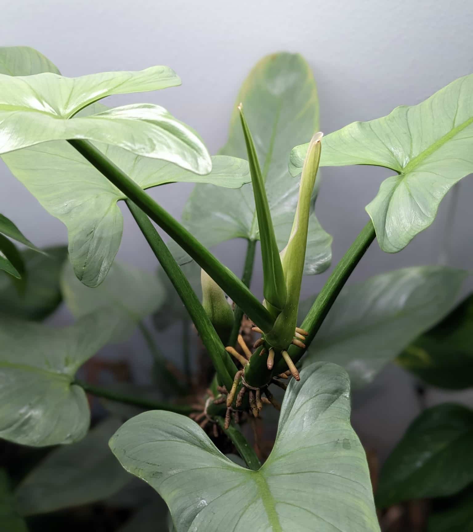 image of philodendron silver sword