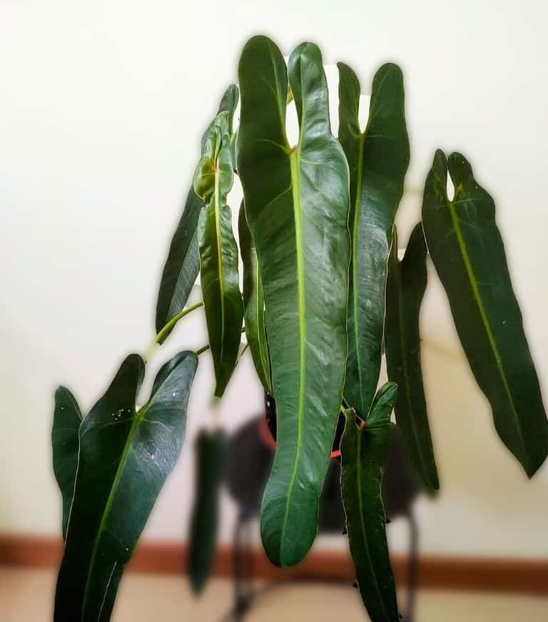 image of philodendron spiritus sancti