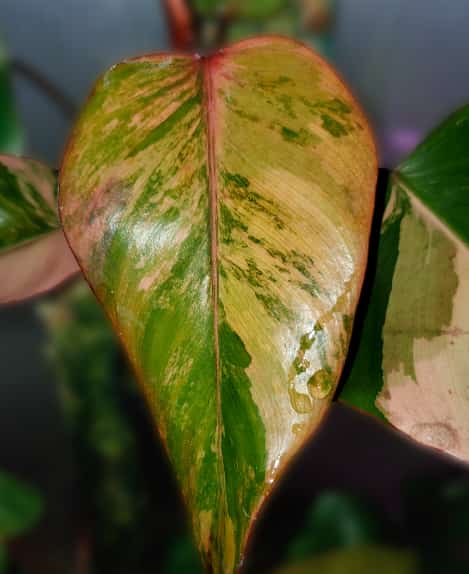 image of philodendron strawberry shake