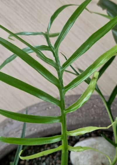 image of philodendron tortum