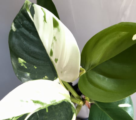 image of philodendron white wizard