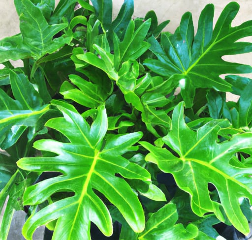 image of philodendron xanadu