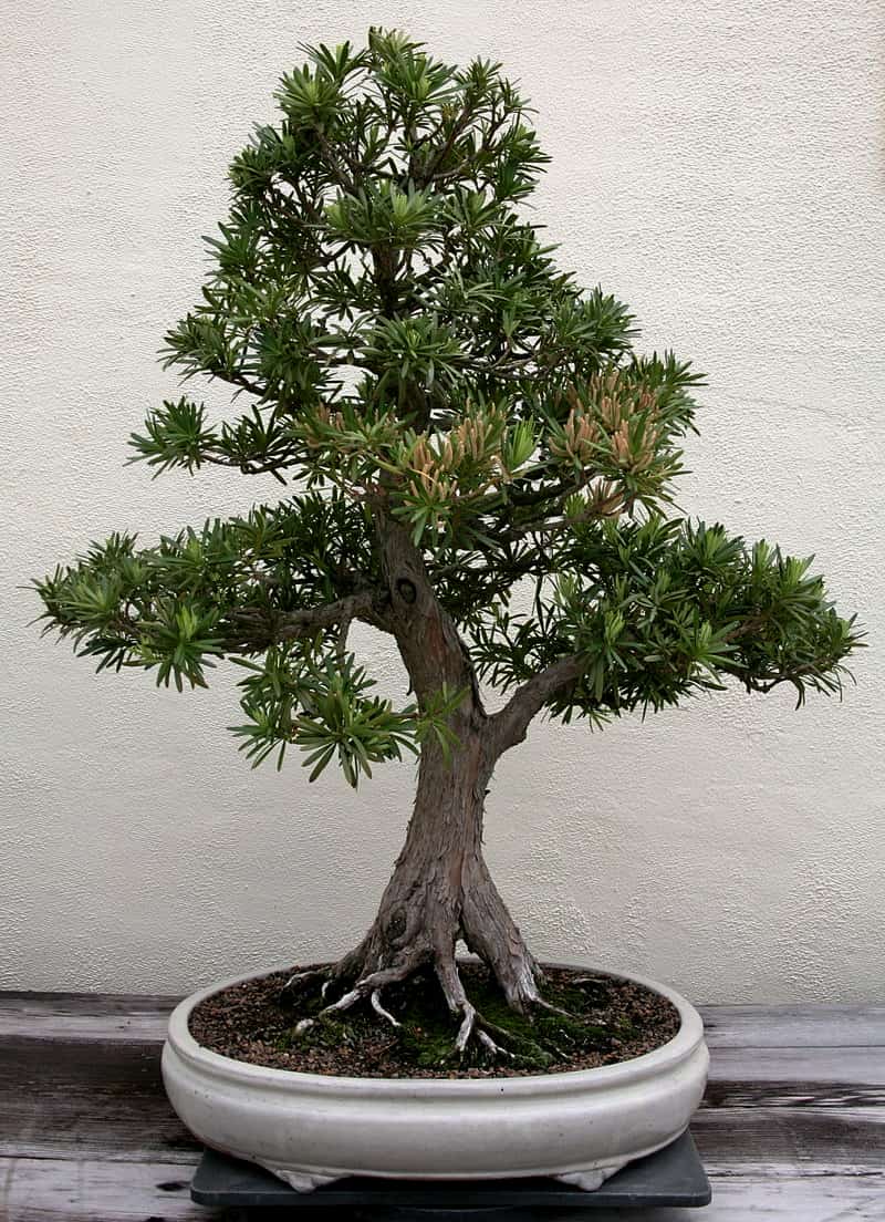 most expensive houseplants 2024 - podocarpus bonsai