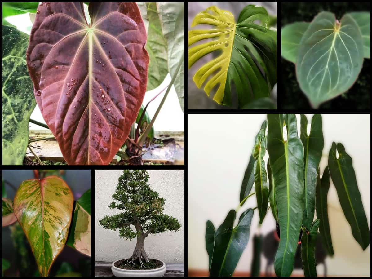 Image of Most Expensive Houseplants 2024 Guide